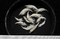 赤崁新米蝦藏品圖，第1張