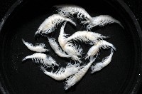赤崁新米蝦藏品圖，第2張