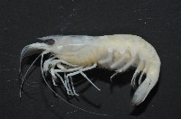凱達格蘭新米蝦藏品圖，第2張