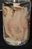 東沙面蛸(新種)藏品圖，第7張
