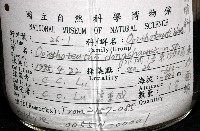 東沙面蛸(新種)藏品圖，第8張