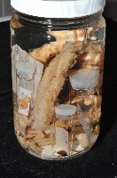 東沙面蛸(新種)藏品圖，第1張