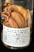 東沙面蛸(新種)藏品圖，第2張