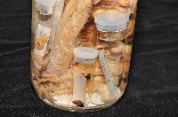 東沙面蛸(新種)藏品圖，第4張