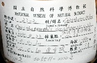 東沙面蛸(新種)藏品圖，第8張