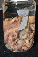 東沙面蛸(新種)藏品圖，第1張