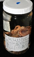 東沙面蛸(新種)藏品圖，第2張