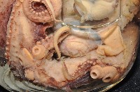 東沙面蛸(新種)藏品圖，第5張