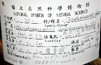 東沙面蛸(新種)藏品圖，第8張