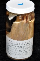 東沙面蛸(新種)藏品圖，第3張