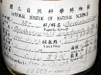 東沙面蛸(新種)藏品圖，第4張