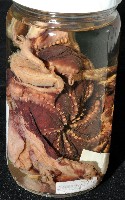 東沙面蛸(新種)藏品圖，第1張