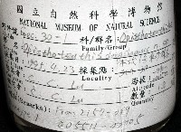 東沙面蛸(新種)藏品圖，第4張