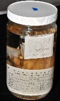 東沙面蛸(新種)藏品圖，第3張