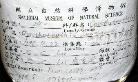 東沙面蛸(新種)藏品圖，第4張