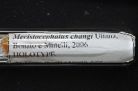 張氏長頭地蜈蚣藏品圖，第5張