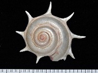 星螺藏品圖，第1張