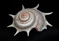 星螺藏品圖，第3張