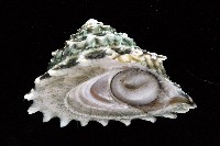 布希氏星螺藏品圖，第1張