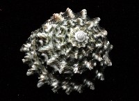 布希氏星螺藏品圖，第3張
