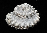 扶輪星螺藏品圖，第3張