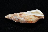 卡明氏布紋螺藏品圖，第4張