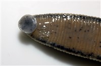 光潤金線蛭藏品圖，第8張