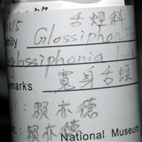 寬身舌蛭藏品圖，第5張