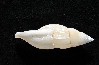 子彈布紋螺藏品圖，第3張