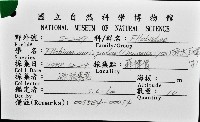 猶大耳螺藏品圖，第8張