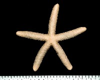 藍指海星藏品圖，第2張