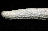 藍指海星藏品圖，第4張