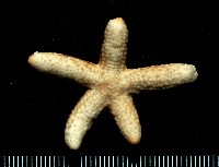 藍指海星藏品圖，第2張