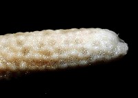 藍指海星藏品圖，第3張
