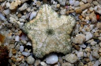 麵包海星(饅頭海星)藏品圖，第3張