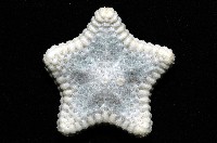 麵包海星(饅頭海星)藏品圖，第5張