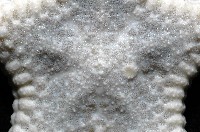 麵包海星(饅頭海星)藏品圖，第6張