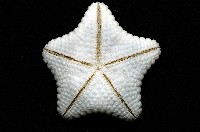 麵包海星(饅頭海星)藏品圖，第7張
