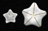 麵包海星(饅頭海星)藏品圖，第10張