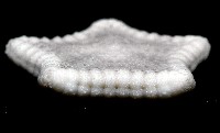 麵包海星(饅頭海星)藏品圖，第11張