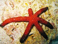 呂宋棘海星藏品圖，第1張