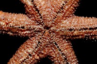 呂宋棘海星藏品圖，第4張