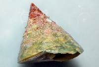 銀塔鐘螺藏品圖，第2張