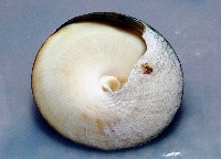 銀塔鐘螺藏品圖，第4張
