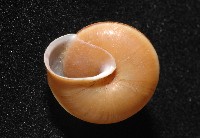 紅左旋栗蝸牛藏品圖，第2張
