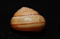 紅左旋栗蝸牛藏品圖，第3張