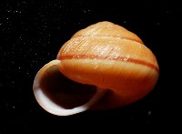 紅左旋栗蝸牛藏品圖，第4張