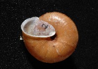 紅左旋栗蝸牛藏品圖，第2張