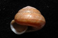 紅左旋栗蝸牛藏品圖，第3張