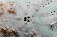 大裸心海膽藏品圖，第4張